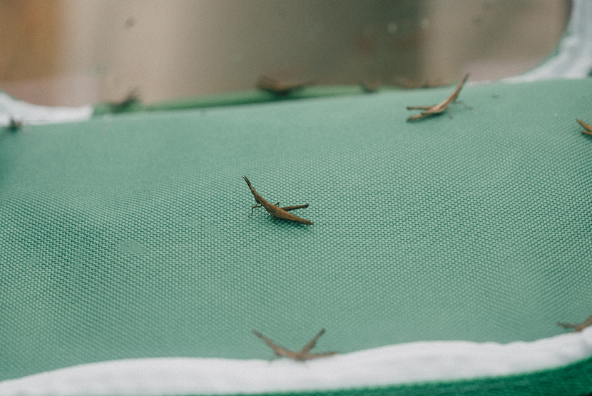 Threatened grasshopper jumps into new habitat