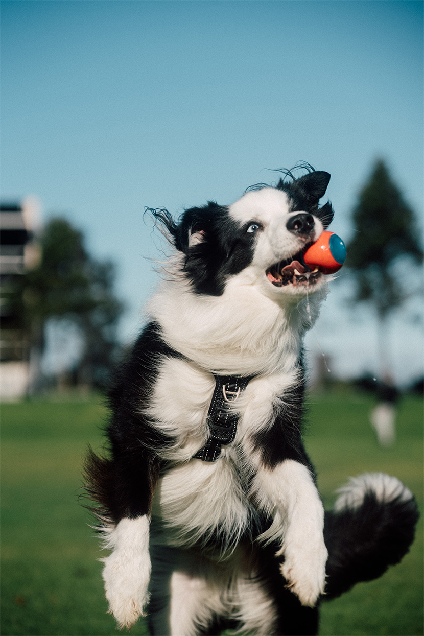 Dogs set to have a ball as council considers new off-leash areas
