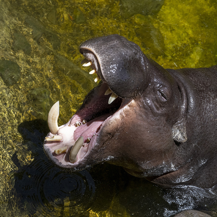 Melbourne Zoo residents keep cosy through winter