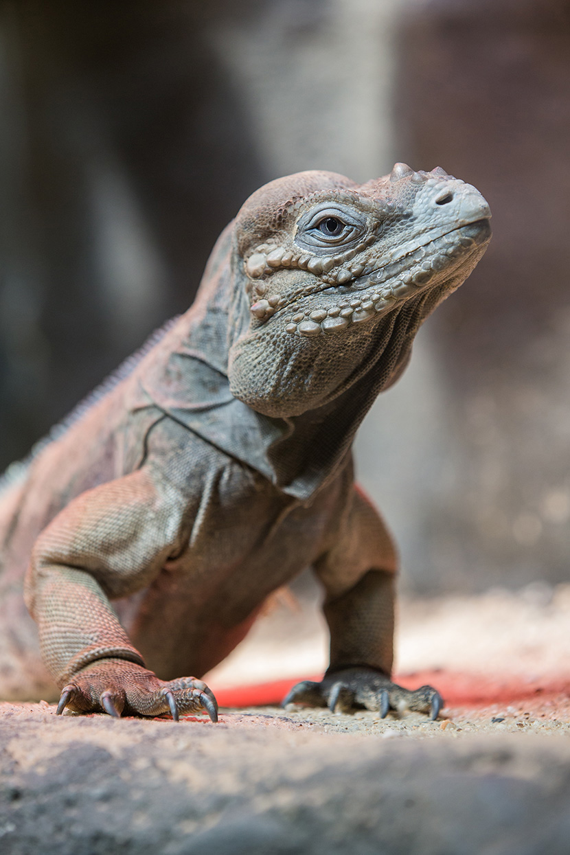 Melbourne Zoo residents keep cosy through winter