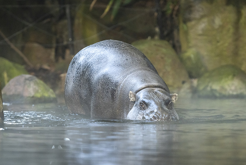 Melbourne Zoo residents keep cosy through winter