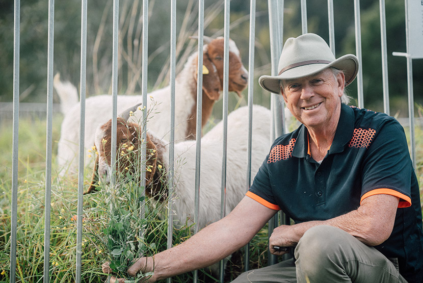 Grazing goats help sunbaking skinks in Royal Park