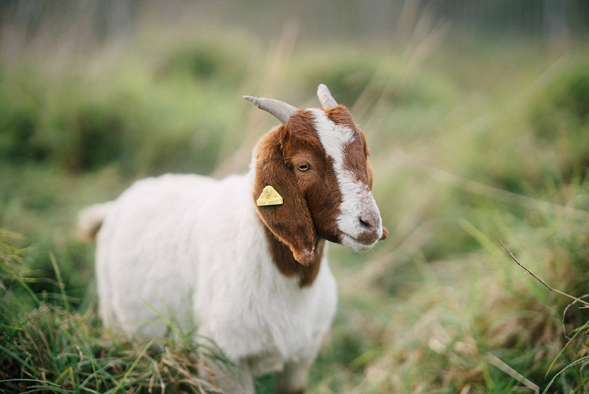 Grazing goats help sunbaking skinks in Royal Park