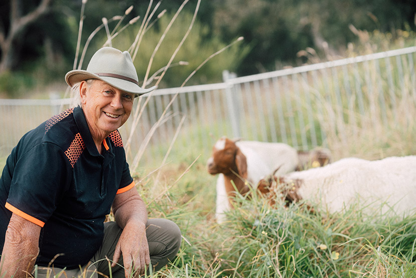 Grazing goats help sunbaking skinks in Royal Park