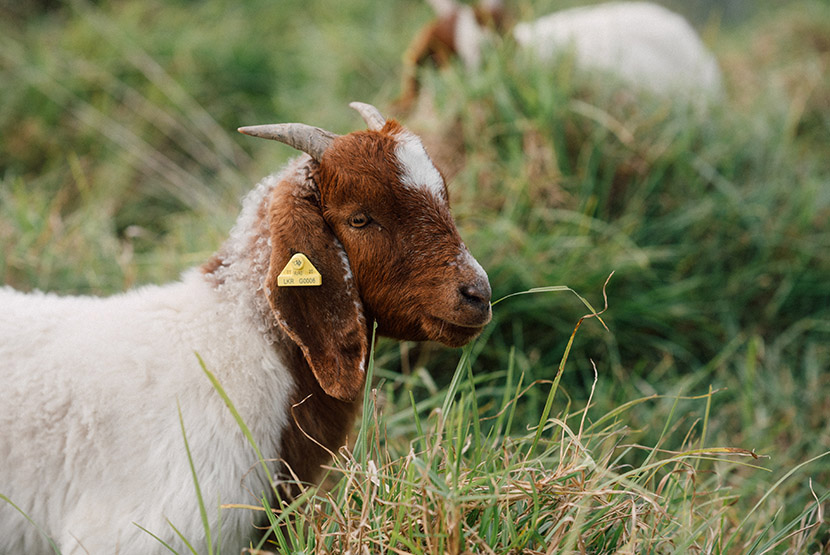 Grazing goats help sunbaking skinks in Royal Park
