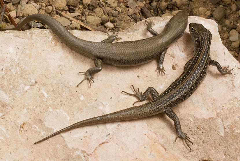 Grazing goats help sunbaking skinks in Royal Park
