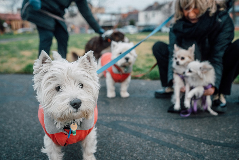 Murchison Square put on backburner as an off-leash dog park following community opposition