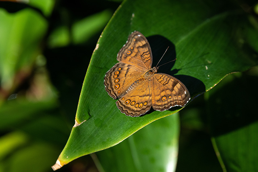 New flutter of butterflies takes flight at Melbourne Zoo