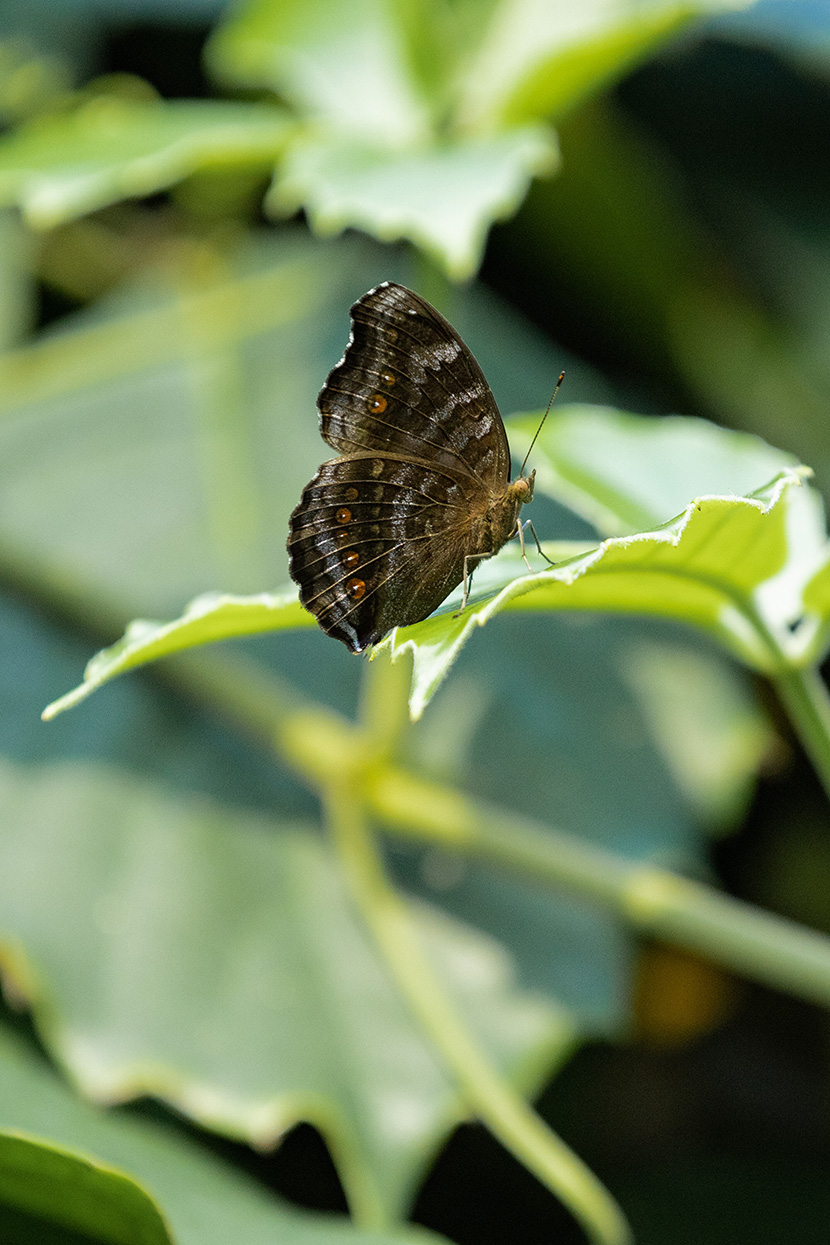 New flutter of butterflies takes flight at Melbourne Zoo