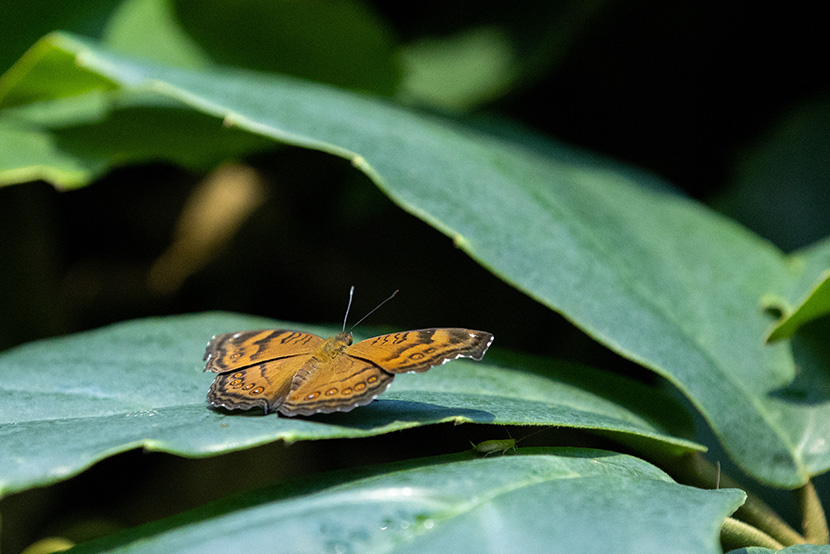 New flutter of butterflies takes flight at Melbourne Zoo