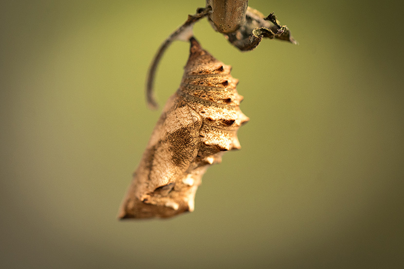 New flutter of butterflies takes flight at Melbourne Zoo