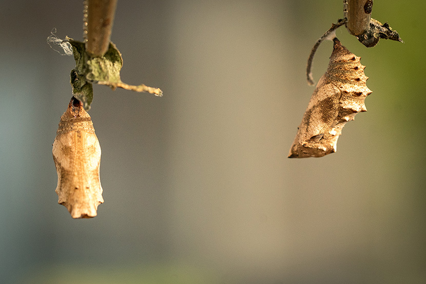 New flutter of butterflies takes flight at Melbourne Zoo