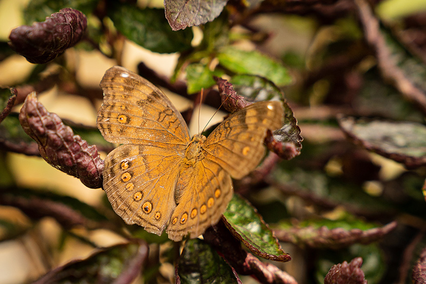 New flutter of butterflies takes flight at Melbourne Zoo