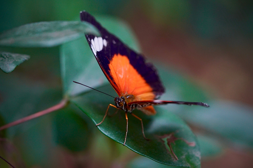 New flutter of butterflies takes flight at Melbourne Zoo