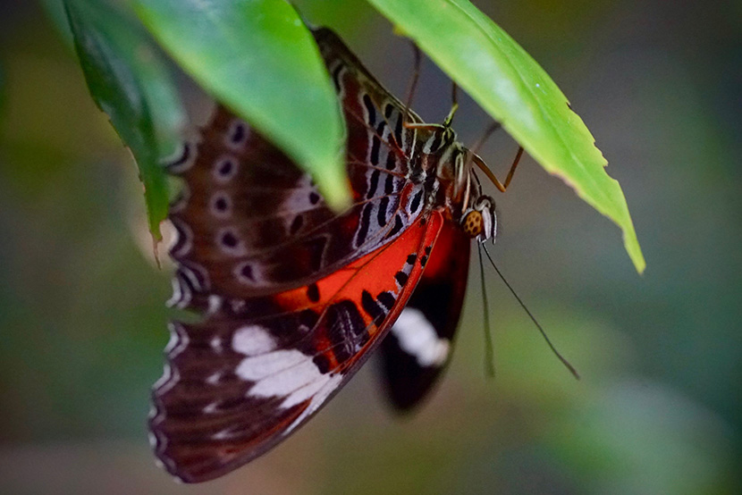 New flutter of butterflies takes flight at Melbourne Zoo