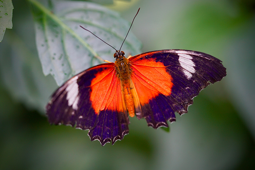 New flutter of butterflies takes flight at Melbourne Zoo