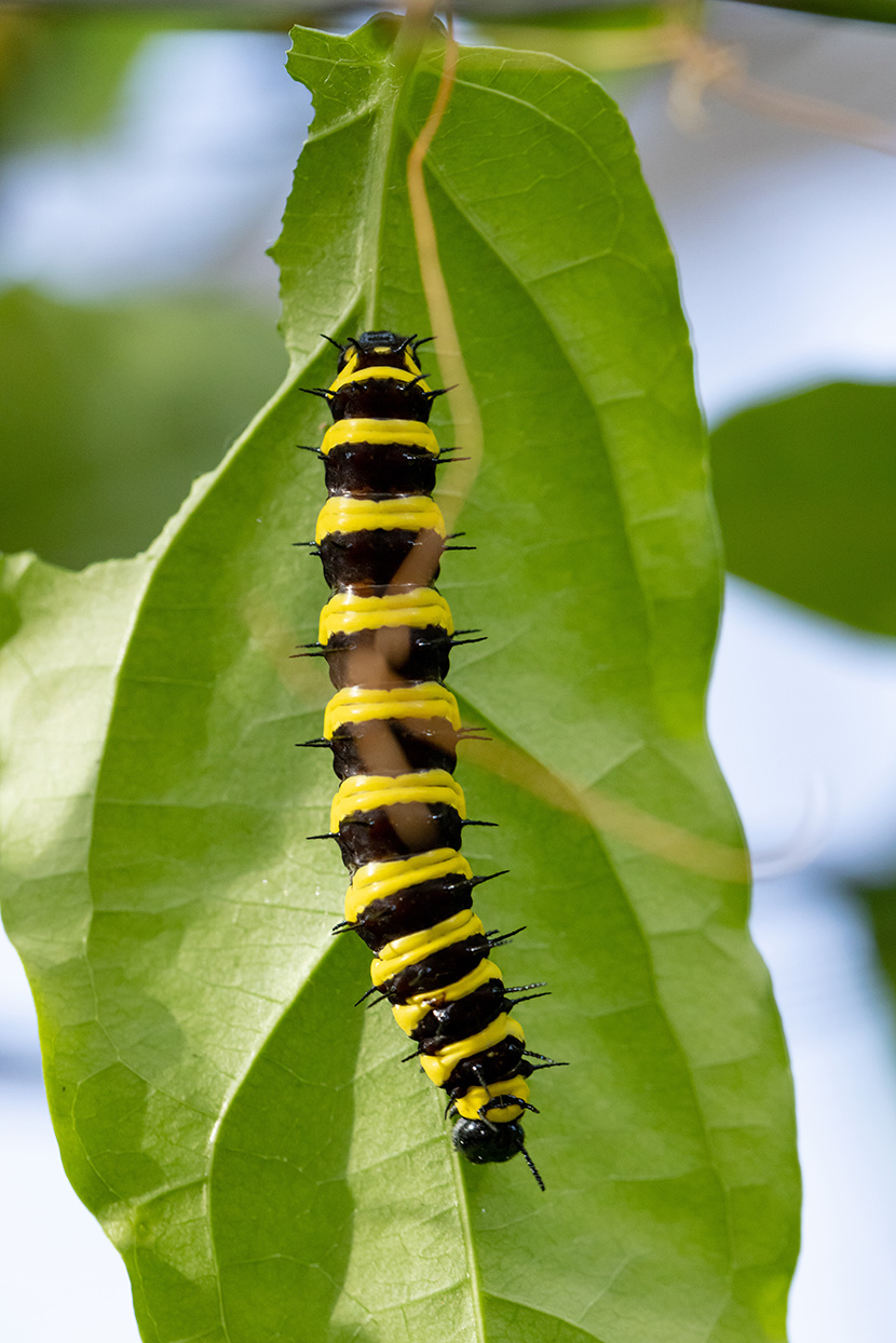 New flutter of butterflies takes flight at Melbourne Zoo