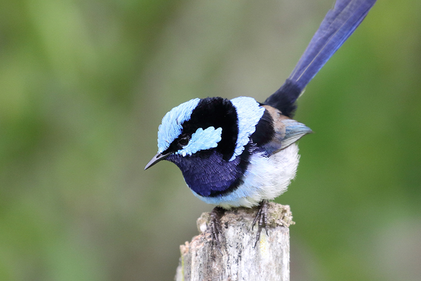 Take part in a wren-watch to protect local birdlife