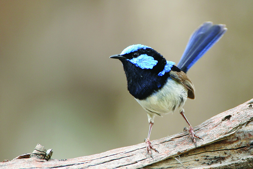 Take part in a wren-watch to protect local birdlife