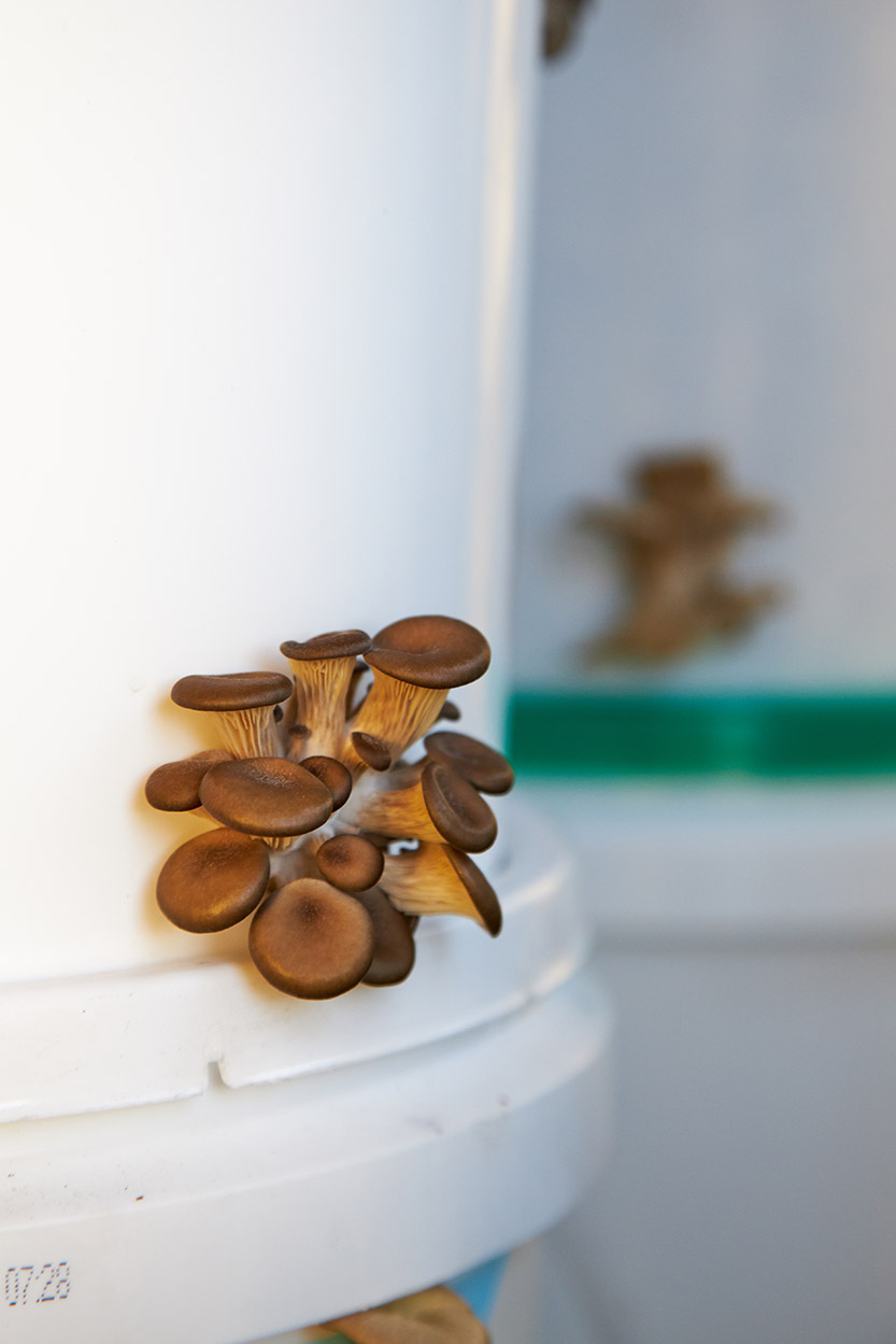 Urban mushroom farming from a Yarra’s Edge apartment