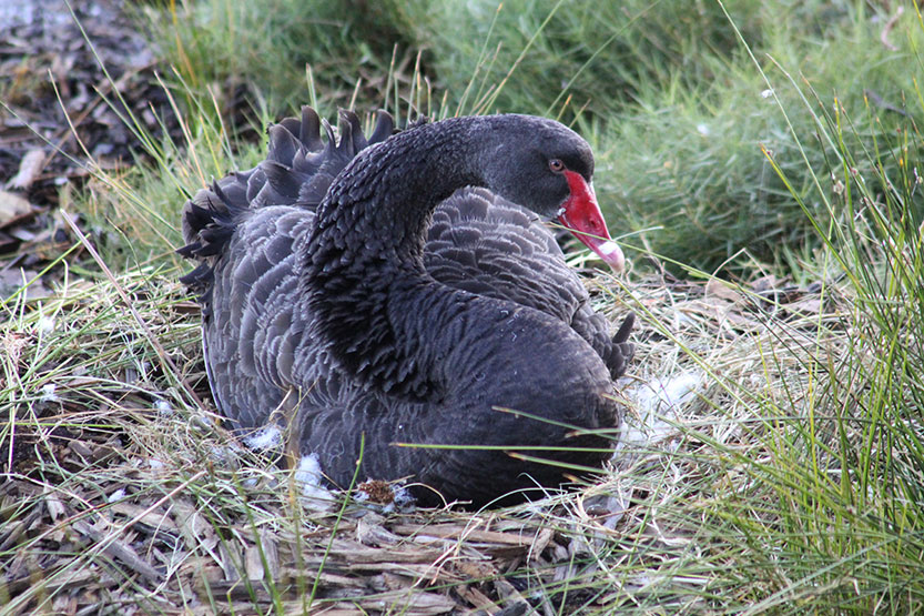 New life on floating wetlands