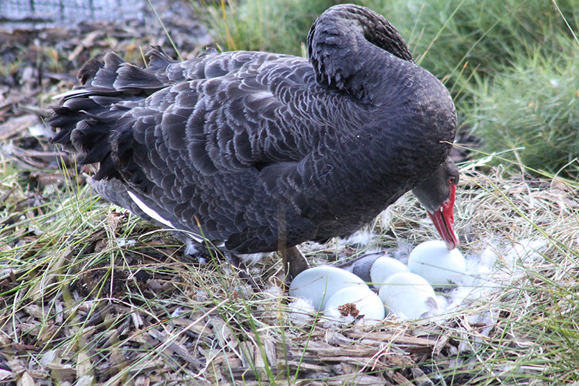 New life on floating wetlands