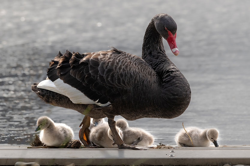 Cygnets capture local hearts