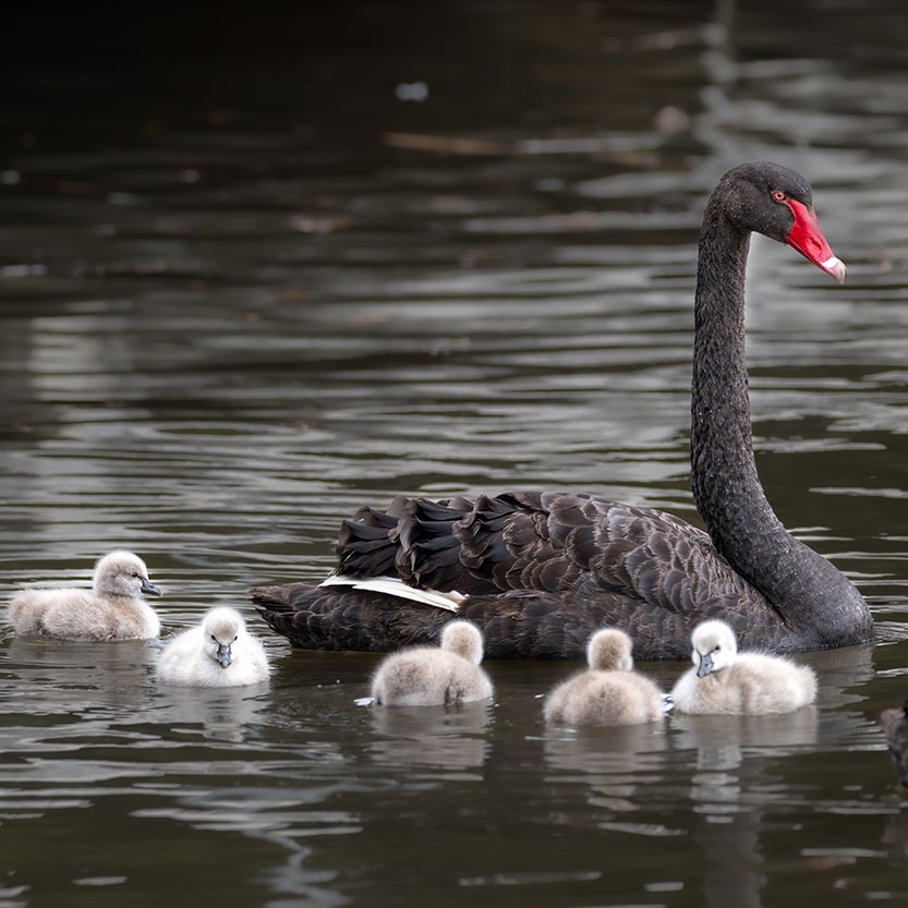 Cygnets capture local hearts