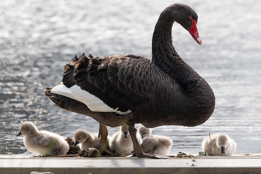 Cygnets capture local hearts