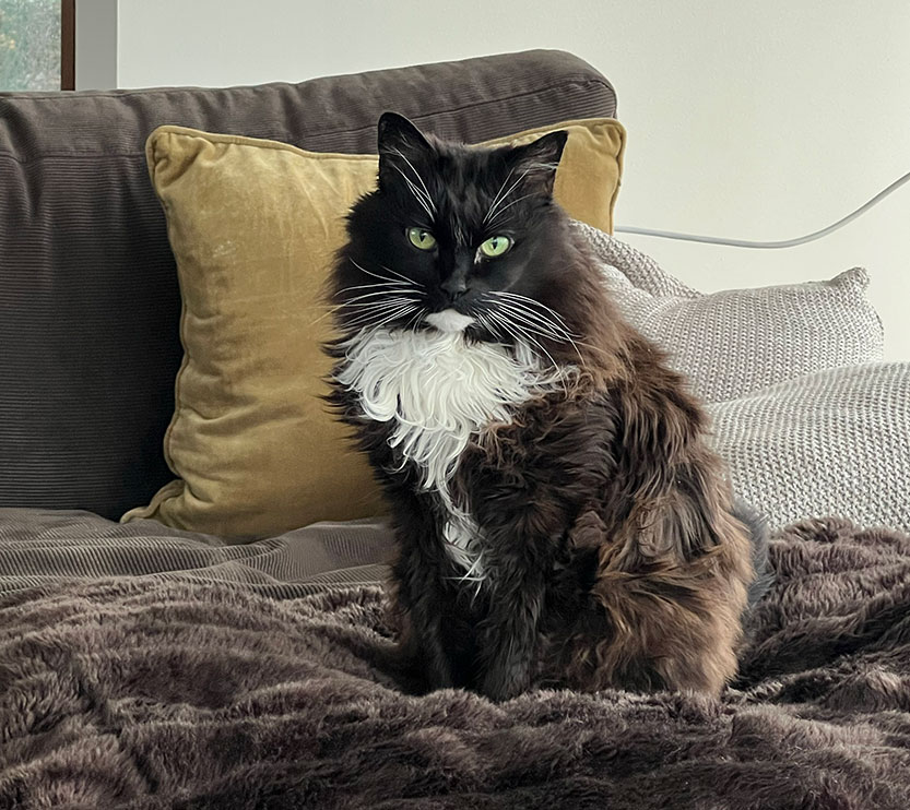Cat curfew review under way as community input is sought