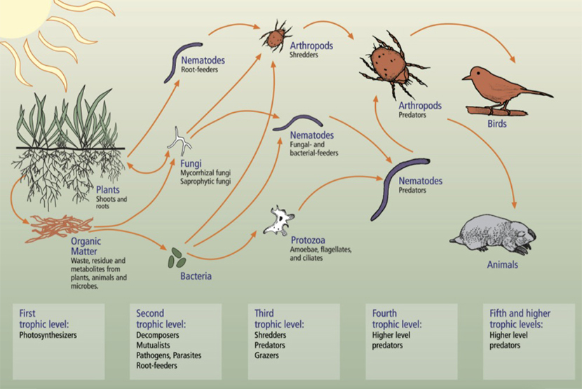 Managing pests using nature – part one