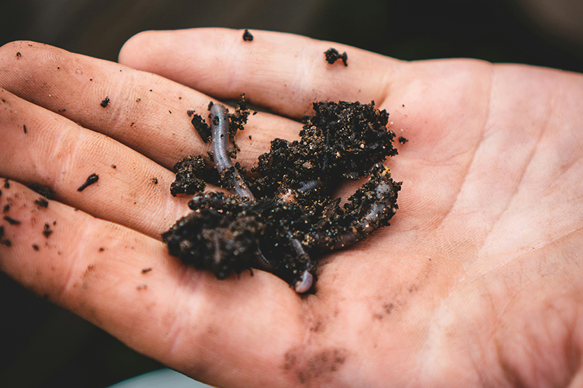 A worm farm workshop is coming to Docklands