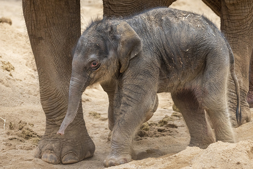 Melbourne Zoo herd welcomes female elephant calf