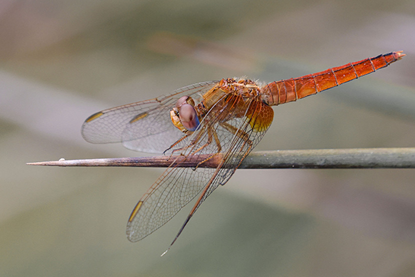 Managing pests using nature – part two
