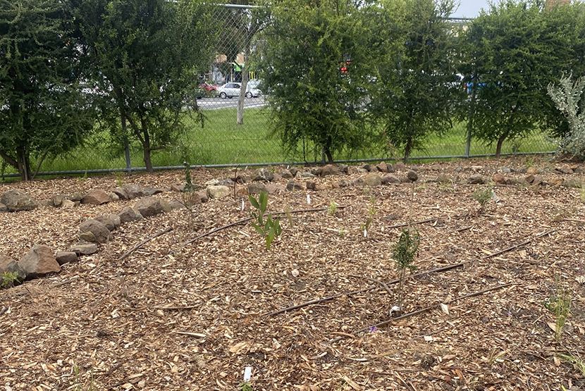 Native Bushfoods Garden opens in Carlton North