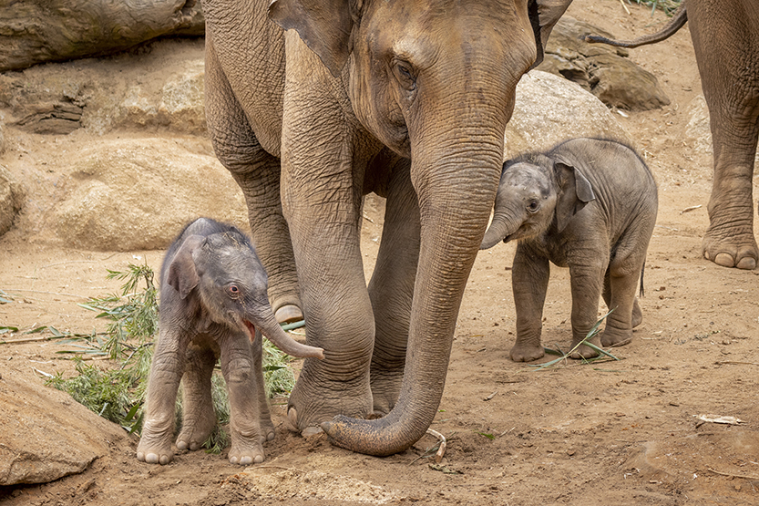 Elephant calf trifecta for Melbourne Zoo
