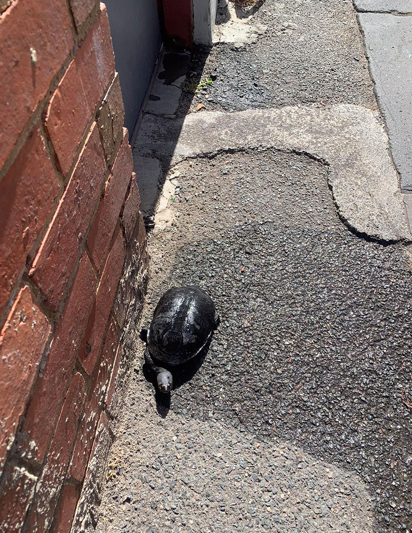Lost turtle winds up in North Melbourne