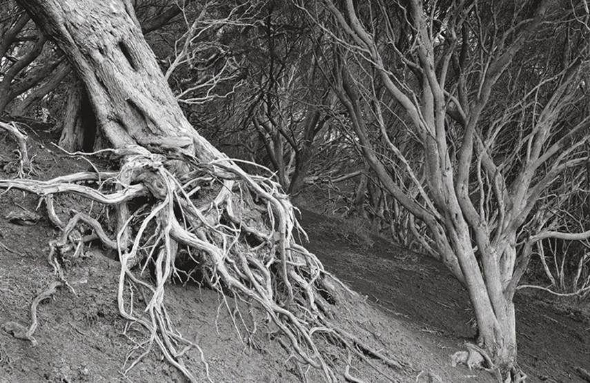 XYZ turns lens on Victorian landscape in new exhibition