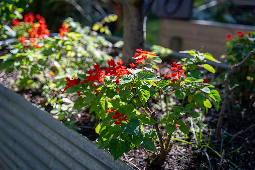 Volunteers sought to keep Docklands garden growing