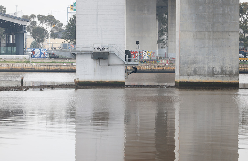 Pam the Bird suspect arrested after Bolte Bridge standoff