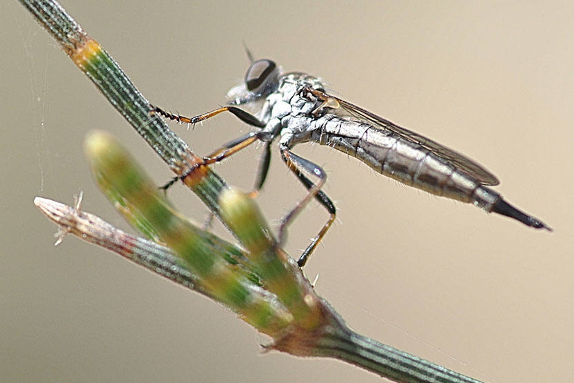 A fly on the wall