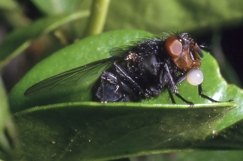 A fly on the wall