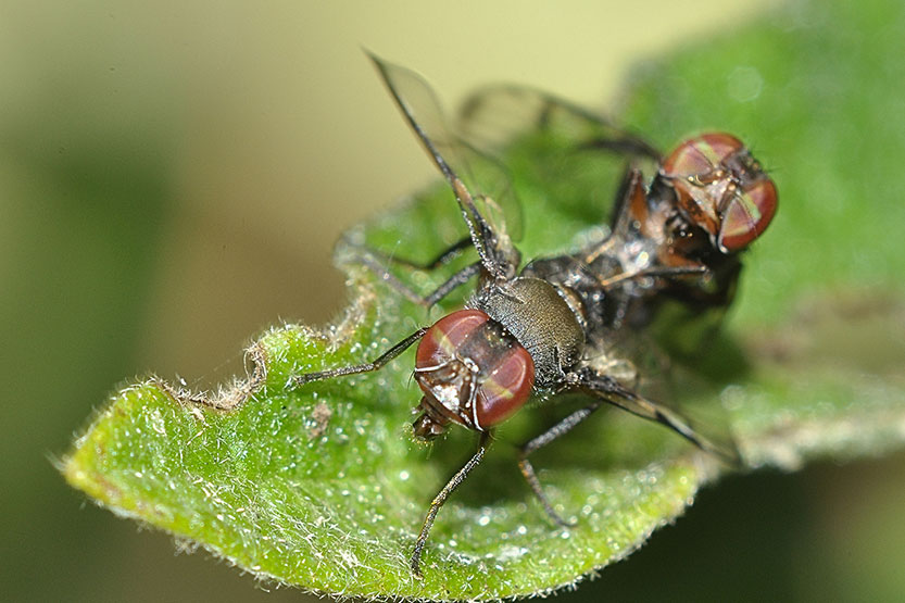 A fly on the wall