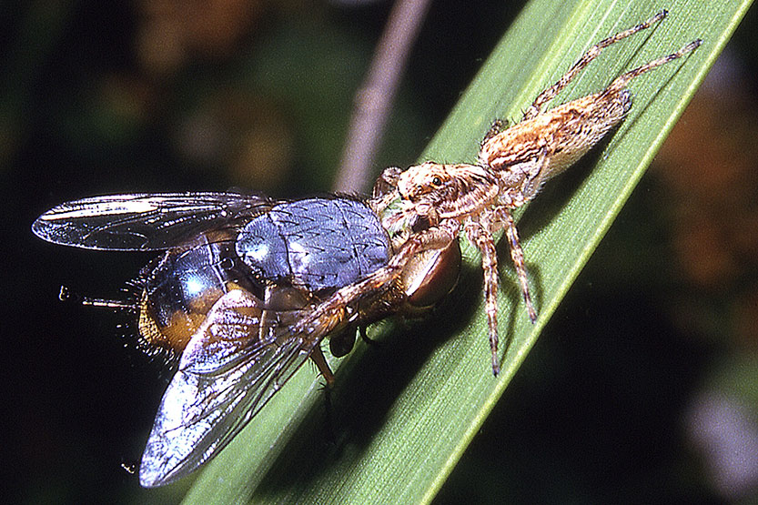 A fly on the wall