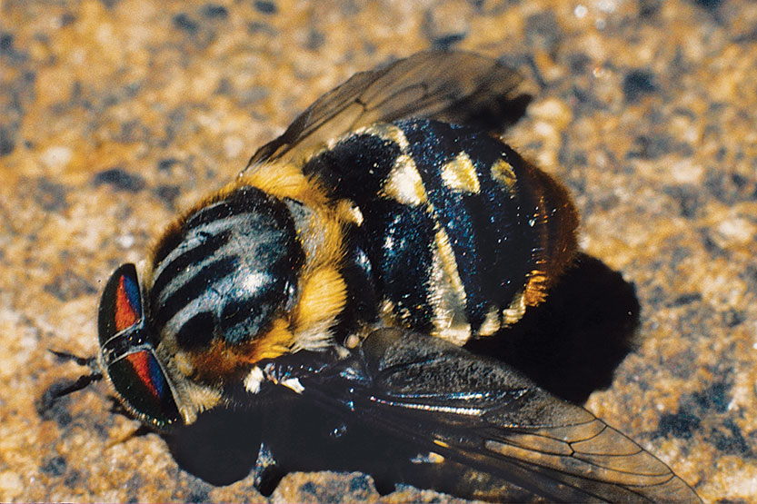 A fly on the wall