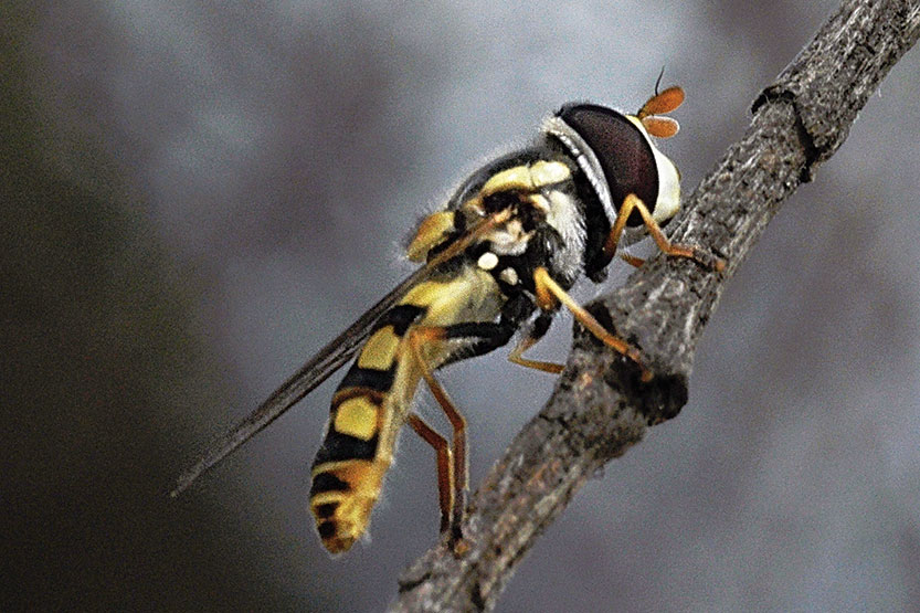 A fly on the wall