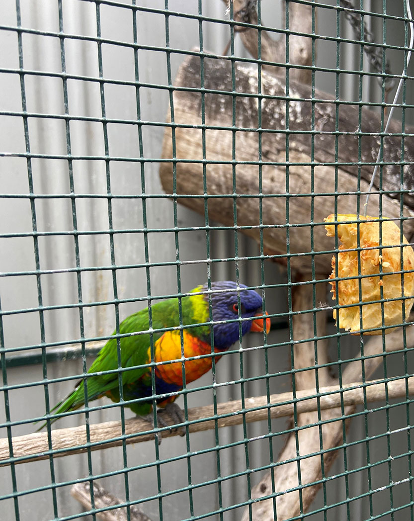 Friendly parrot may be banned outdoors after ruffling the council’s feathers