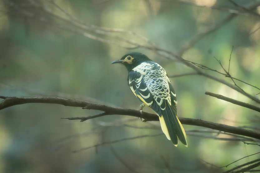 Rare honeyeaters are a sweet sight at Melbourne Zoo