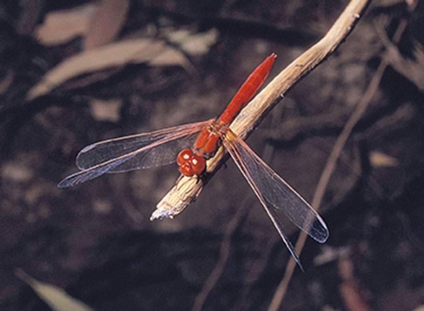 Damsels of the deep