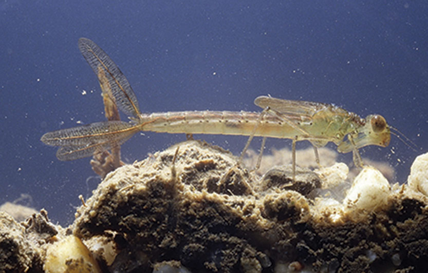 Damsels of the deep